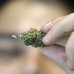 A 'budtender' displays a cannabis in Bangkok, Thailand