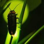 ¿Cuál es el proceso detrás de la luminiscencia de las luciérnagas?