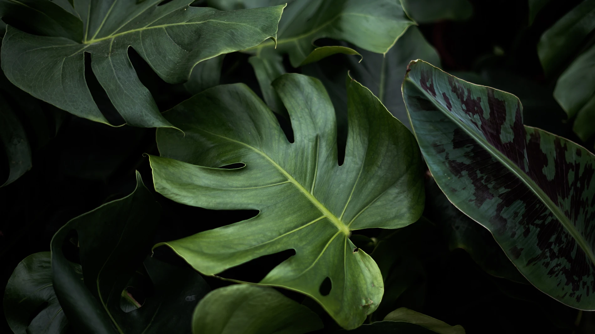 Medio ambiente y tecnología: por un fututo más verde