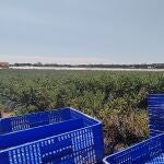 Finca de frutos rojos en el entorno de Doñana