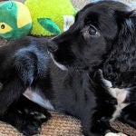 Una cachorra con seis patas y dos vulvas conquista las redes con su historia inspiradora