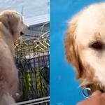 Un Golden Retriever se cuela todos los días en la casa de su vecino 