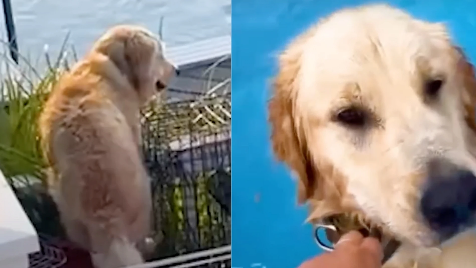 Un Golden Retriever se cuela todos los días en la casa de su vecino