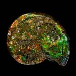 Amonite mineralizado 