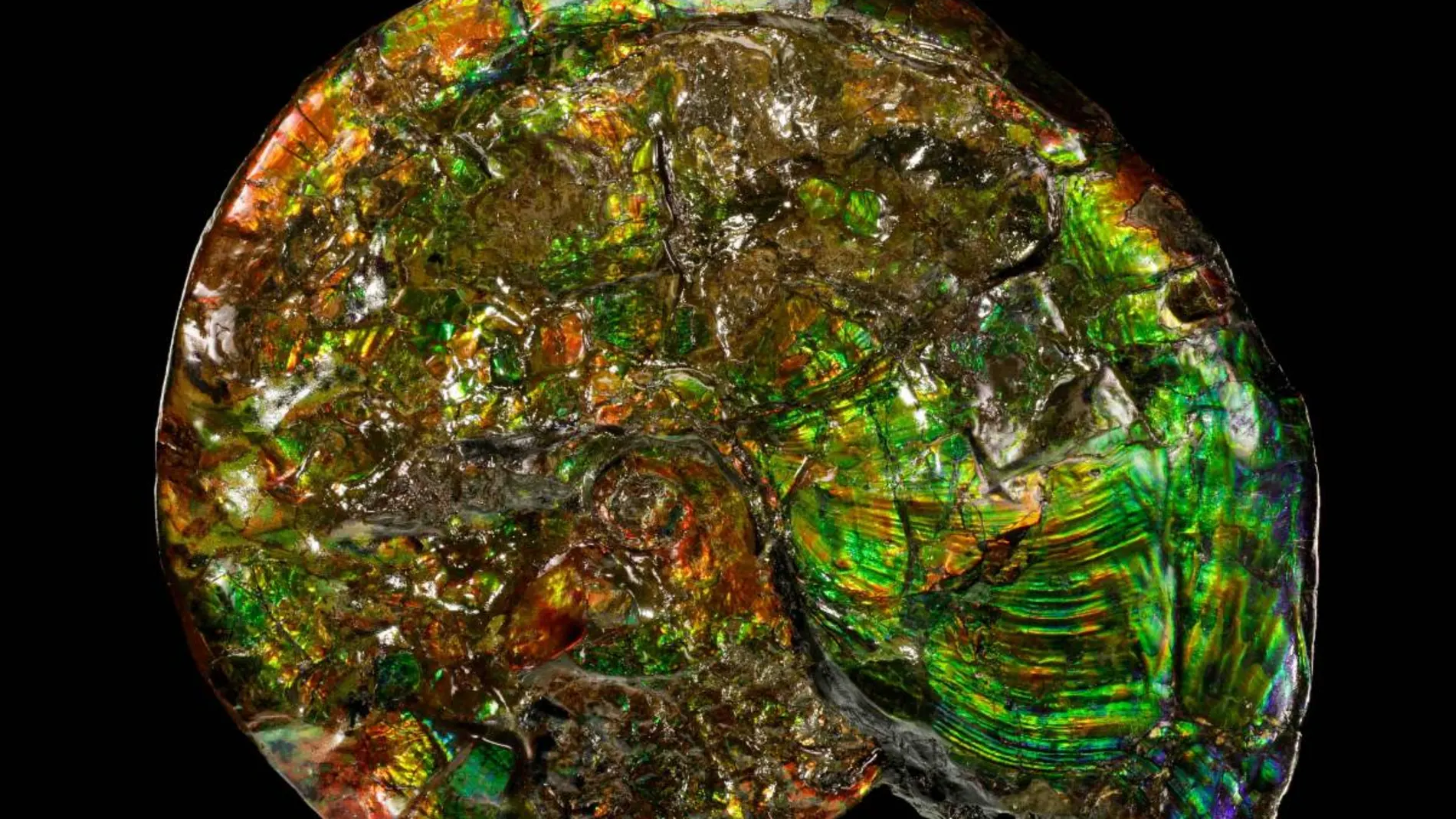 Amonite mineralizado