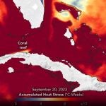 Un verano estresante para los arrecifes de coral