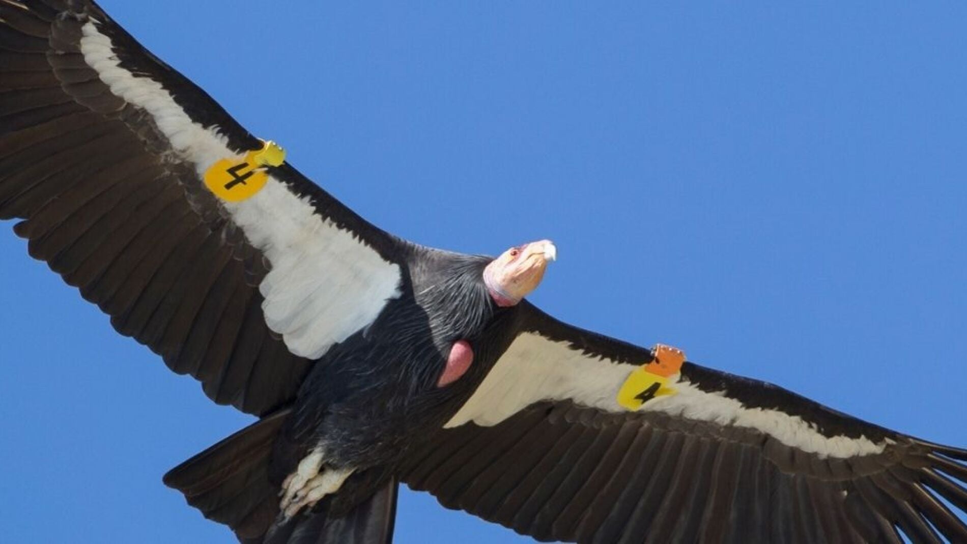 Las impresionantes alas del cóndor de California
