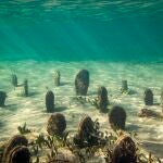 Prohíben el fondeo de embarcaciones en cuatro zonas del Mar Menor para la protección de la nacra común