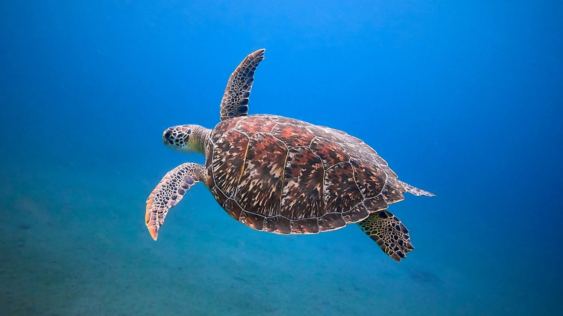 Soñar con tortugas: ¿qué significa?