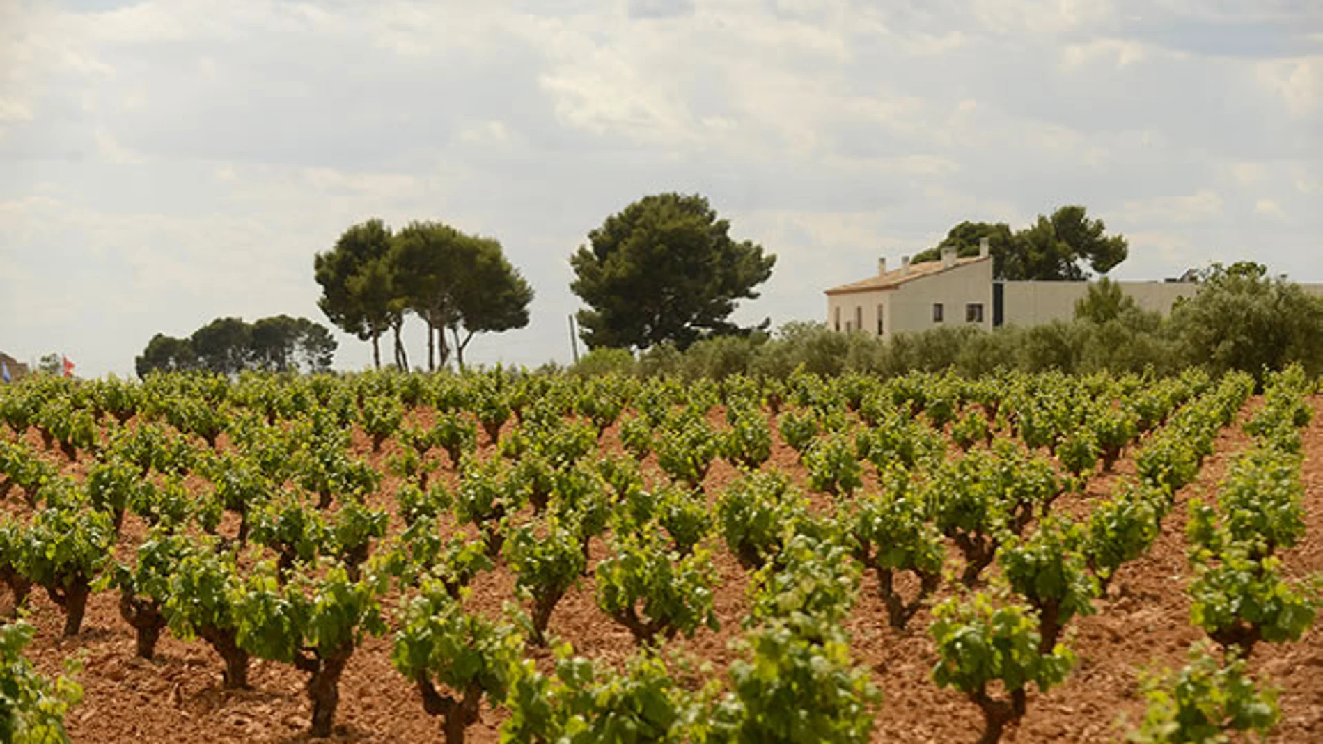Imagen de la bodega Hispano-Suizas, donde se produce, entre otros caldos, el Tantum Ergo