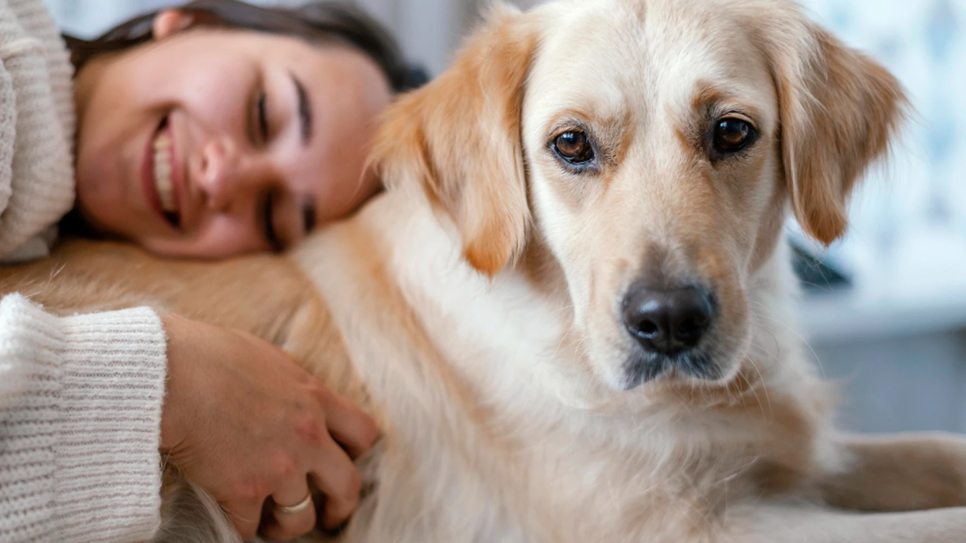 golden retriever cáncer