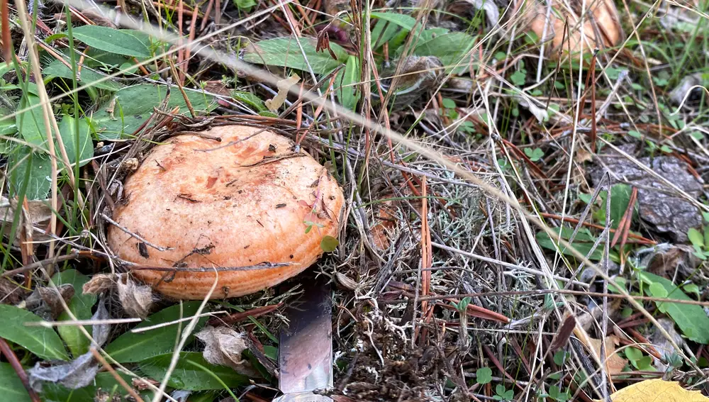 Recogida de setas y cardos en Ávila