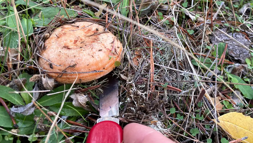 Recogida de setas y cardos en la Sierra abulense de Gredos