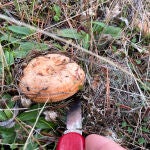 Recogida de setas y cardos en la Sierra abulense de Gredos