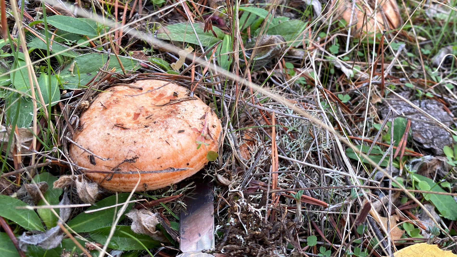 Recogida de setas y cardos en Ávila