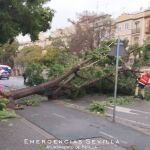 Árbol caído en Sevilla por los efectos del temporal 