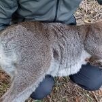Intervenidos cuatro ejemplares de wallabíe