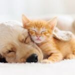 ¿Perros o Gatos? 
