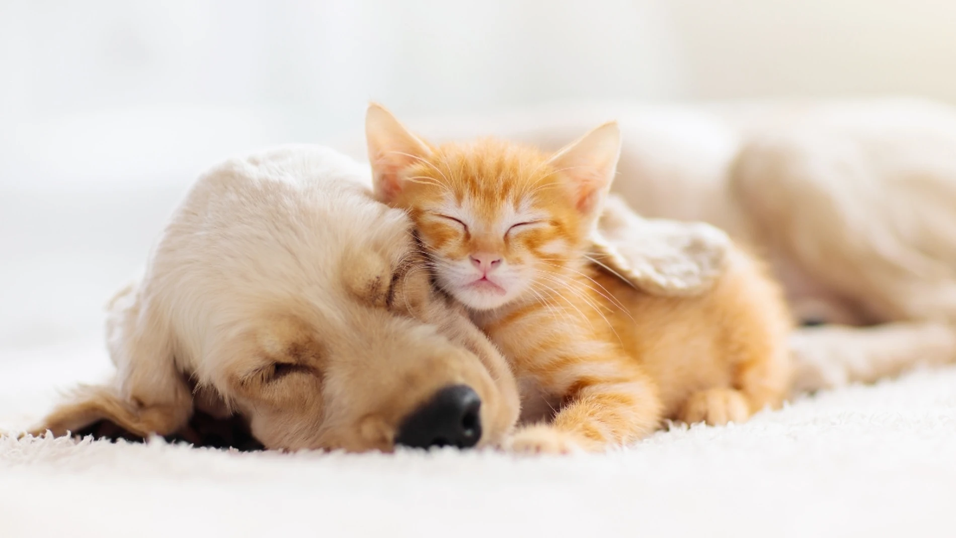 ¿Perros o Gatos? Un estudio examina las preferencias de mascotas en Europa
