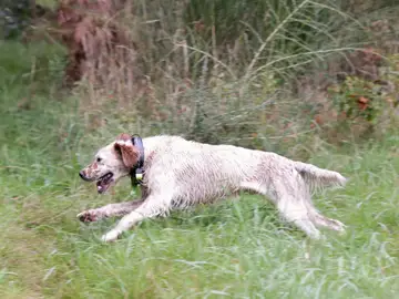 Se han identificado más de 1.200 perros en la Comunidad en un mes Se han identificado más de 1.200 perros en la Comunidad en un mes