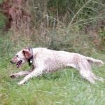 Se han identificado más de 1.200 perros en la Comunidad en un mes