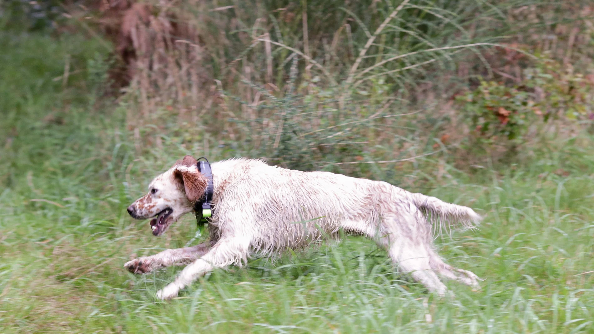 Se han identificado más de 1.200 perros en la Comunidad en un mes