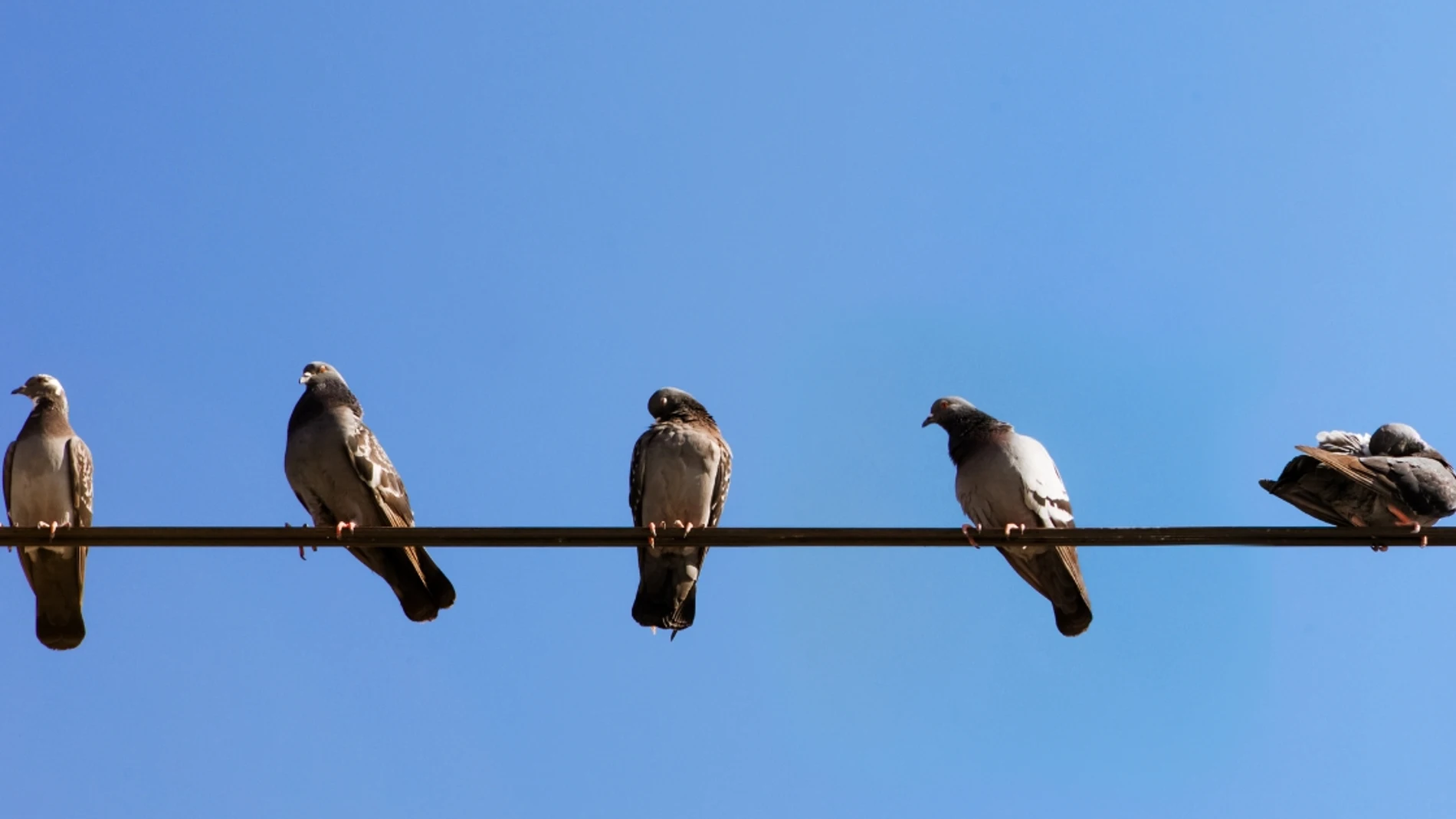 Palomas en un cable de luz