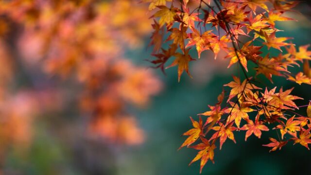 Otoño en España 