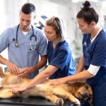 Cómo es el día a día del hospital veterinario