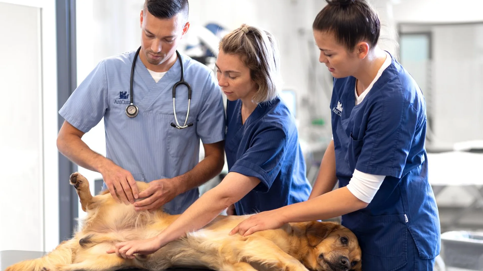 Cómo es el día a día del hospital veterinario