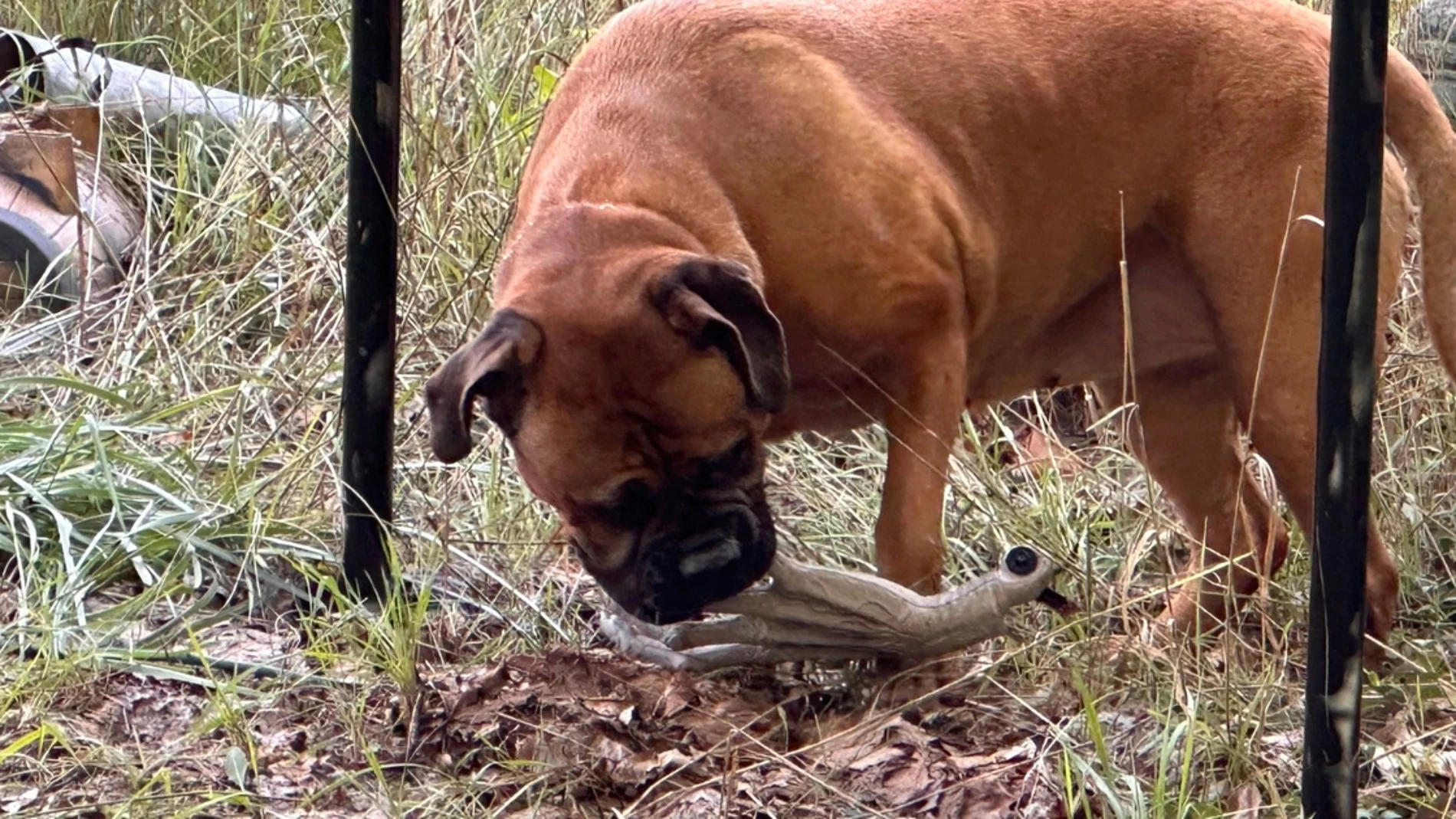 Bullmastiff con un juguete