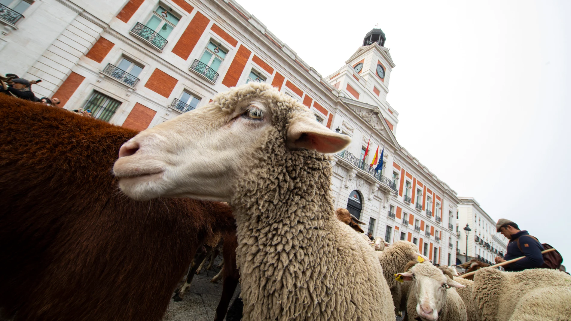 Festividad de la trashumancia con numerosas ovejas y cabras recorriendo el centro de Madrid.