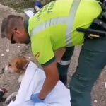 La Guardia Civil de Tráfico de Zamora rescata a un perro herido en la carretera A-52