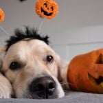 Un Golden Retriever no quiere seguir paseando debido a la terrorífica decoración de Halloween de una casa