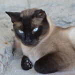 ¿Por qué cambian de color los gatos siameses?
