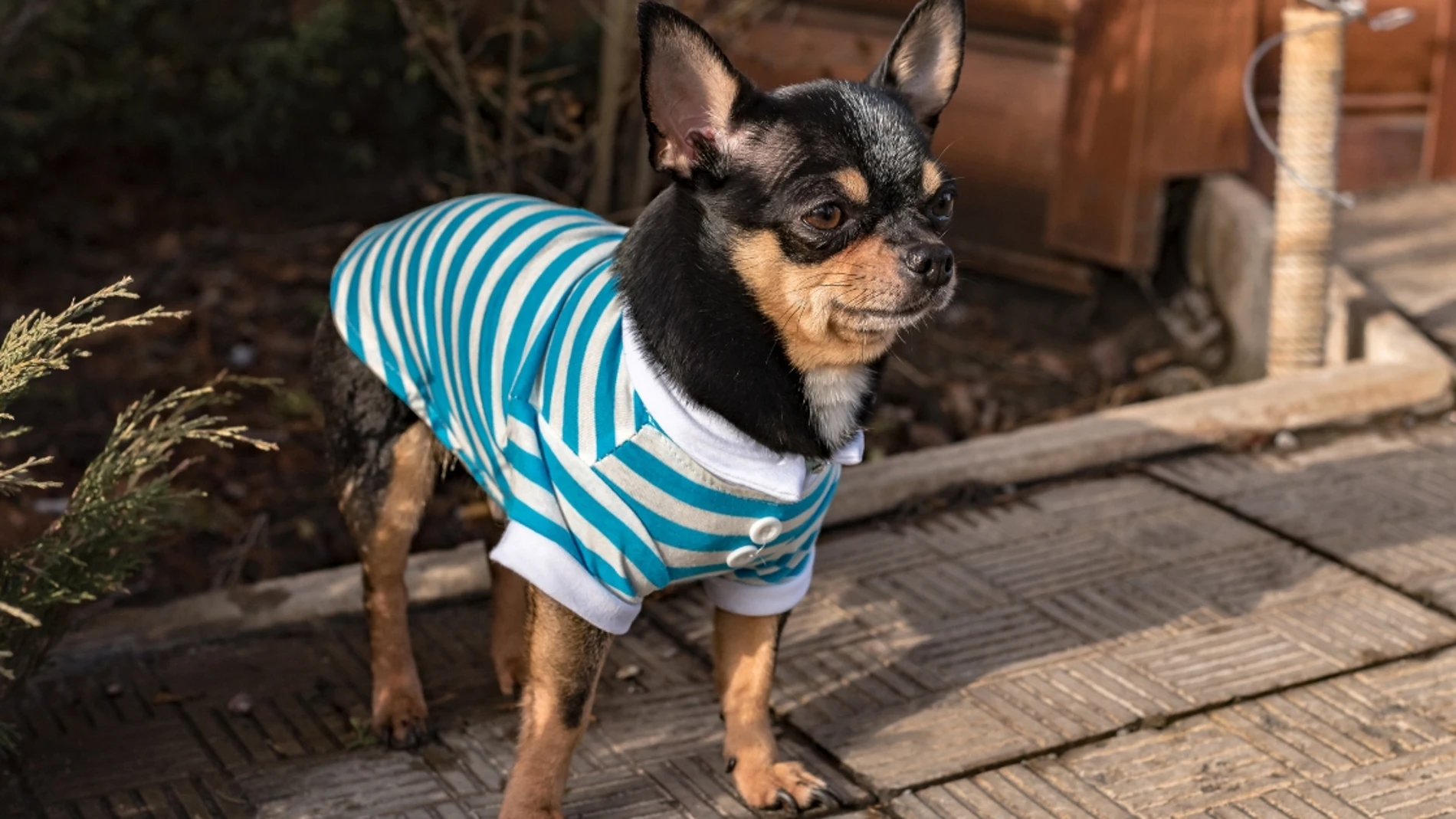 Un perro vestido con ropa