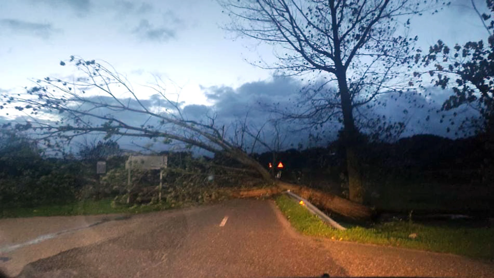 Caída de un árbol sobre la calzada entre Moral de Sayago y Moralina (Zamora)