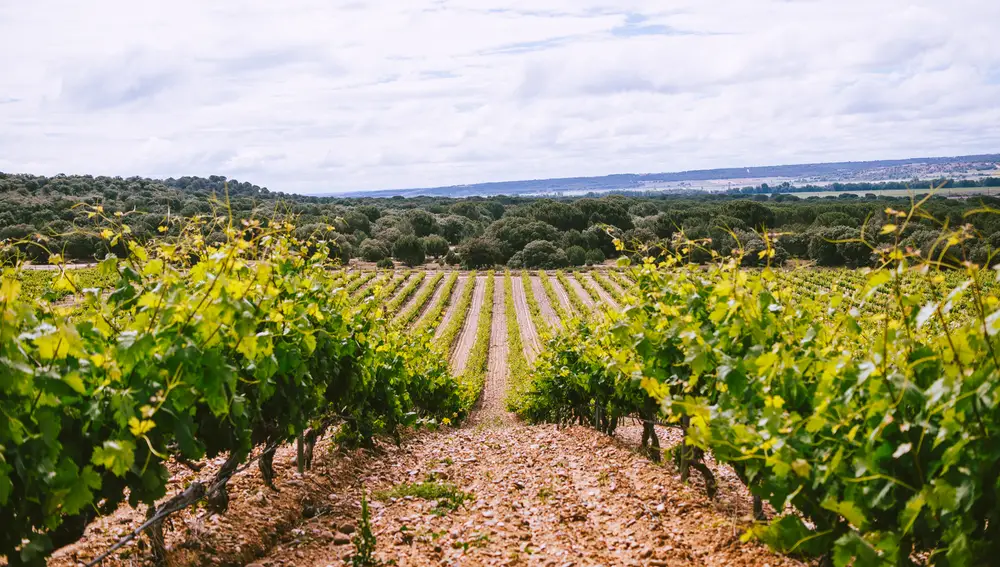 Bodegas Monte la Reina