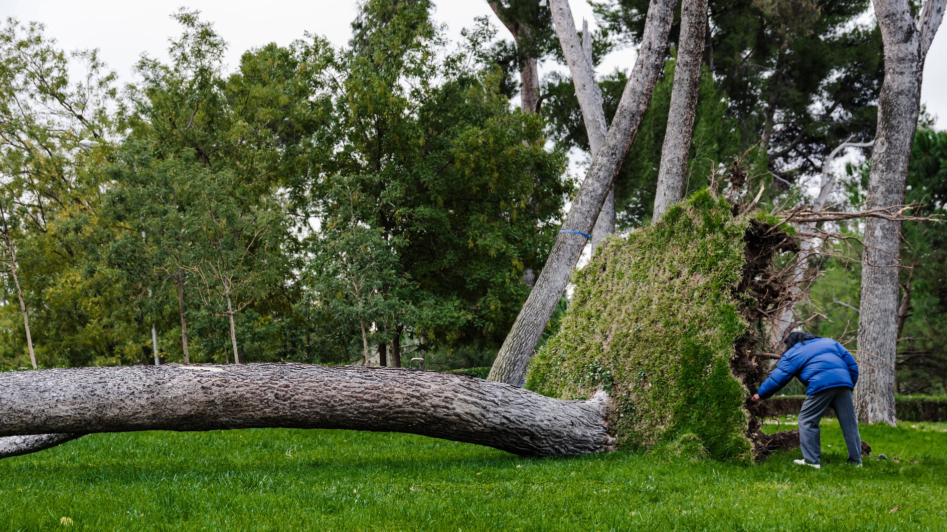 El Retiro y otros ocho parques afectados por el viento