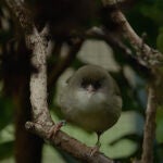 Pájaros akikikis
