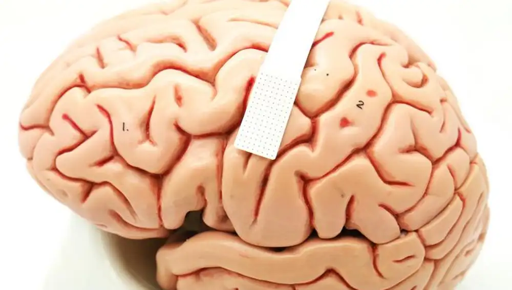 Imagen del dispositivo reposando sobre un cerebro falso.