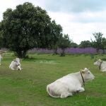 La Comunidad de Madrid anuncia ayudas para ganaderos afectados por la EHE, 'el Covid de las vacas'