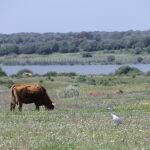 Moreno y Ribera se dieron un mes para alcanzar un acuerdo sobre Doñana
