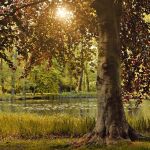 La haya es un árbol, pero también puede ser una forma del verbo haber