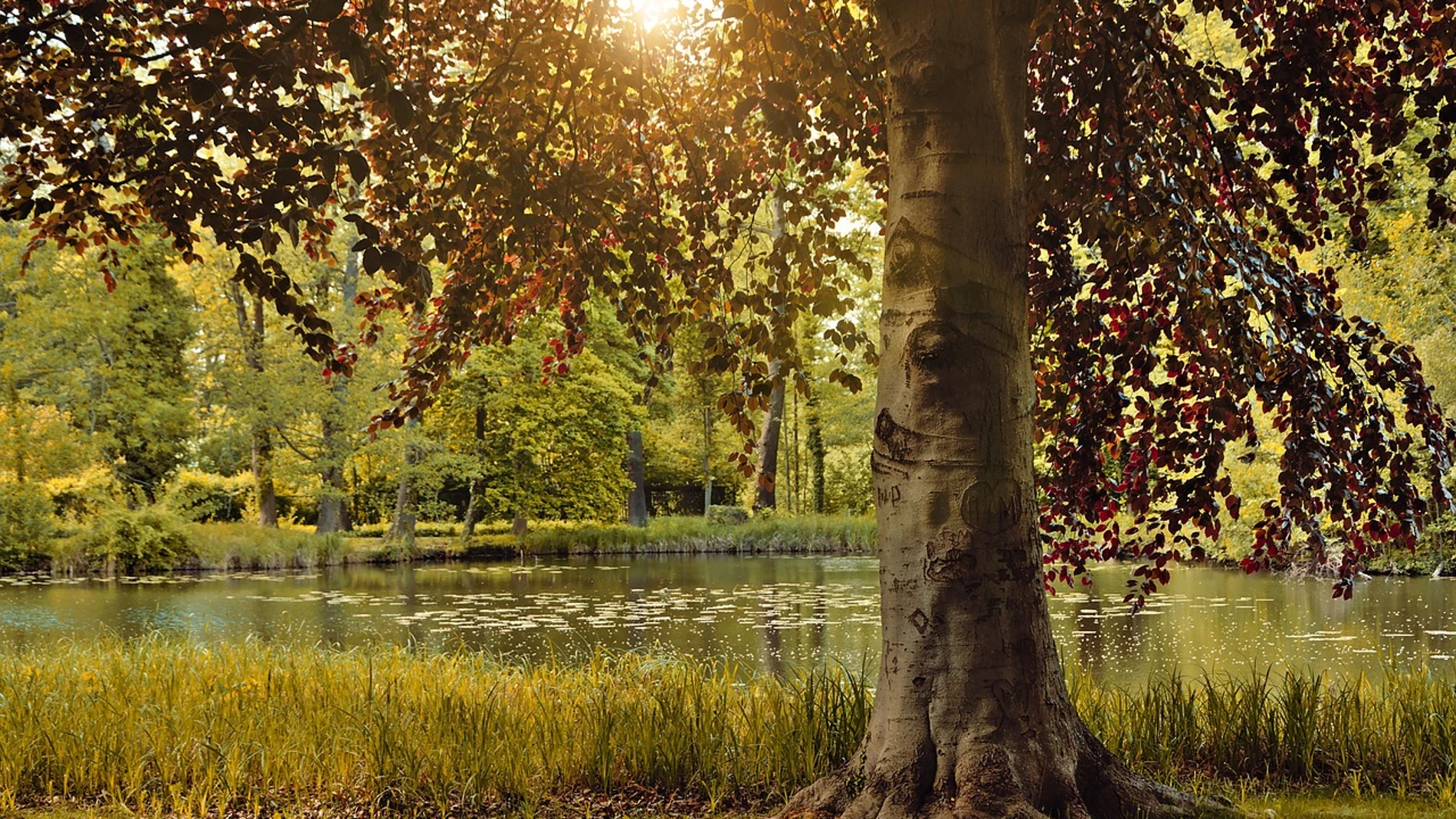 La haya es un árbol, pero también puede ser una forma del verbo haber