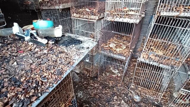 Estado en el que tenían a los animales en la finca de Jerez