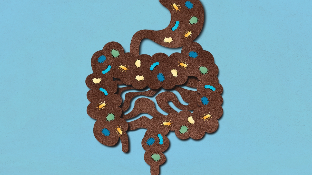 La microbiota influye en la actividad cerebral