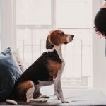 ¿Pueden los perros detectar el embarazo antes que sus dueñas? 