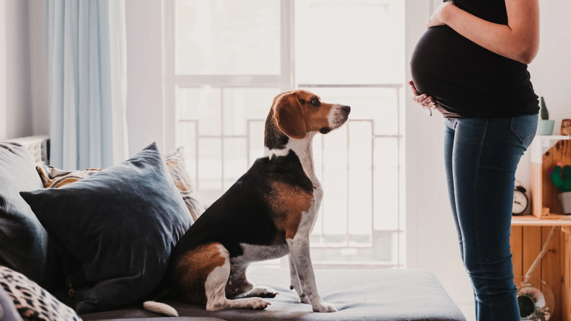 ¿Pueden los perros detectar el embarazo antes que sus dueñas?