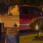 Un león se escapa de un circo en Roma 